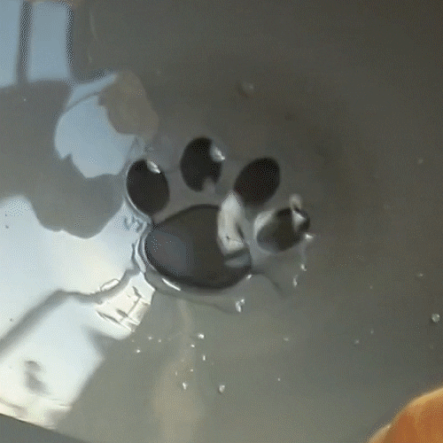 Non-Slip Floating Design Dog Water Bowl – Large Capacity, No-Spill Edge, Easy to Fill